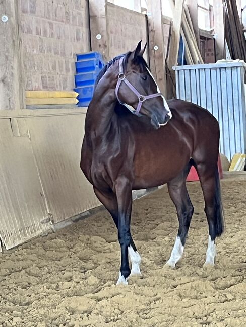 Springpferd, Sportpferd, Freizeitpferd, Hannoveraner Stute, 4 Jahre, Silke, Horses For Sale, Wolfhagen, Image 3