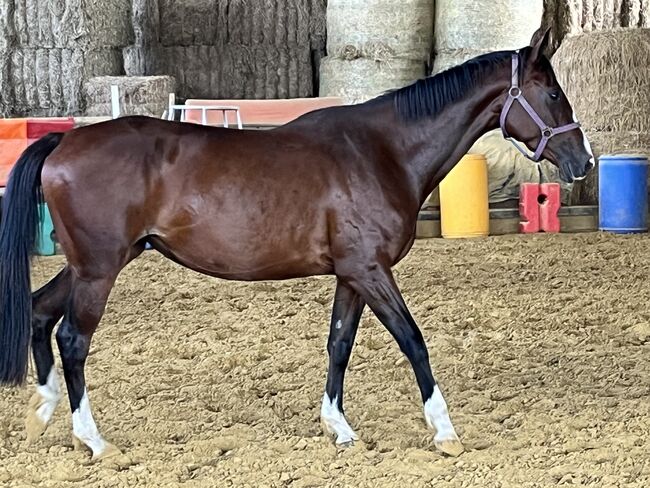 Springpferd, Sportpferd, Freizeitpferd, Hannoveraner Stute, 4 Jahre, Silke, Horses For Sale, Wolfhagen, Image 11