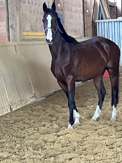 Springpferd, Sportpferd, Freizeitpferd, Hannoveraner Stute, 4 Jahre, Silke, Horses For Sale, Wolfhagen, Image 12
