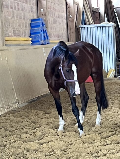 Springpferd, Sportpferd, Freizeitpferd, Hannoveraner Stute, 4 Jahre, Silke, Horses For Sale, Wolfhagen