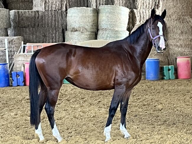 Springpferd, Sportpferd, Freizeitpferd, Hannoveraner Stute, 4 Jahre, Silke, Horses For Sale, Wolfhagen, Image 13