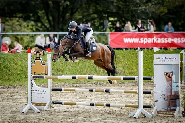 Springpferd Stute, Biene , Horses For Sale, Mülheim an der Ruhr