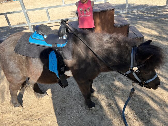 Horse back riding lessons and horse training, Carmen Robinson , Nauka jazdy konnej, Valencia, Image 7