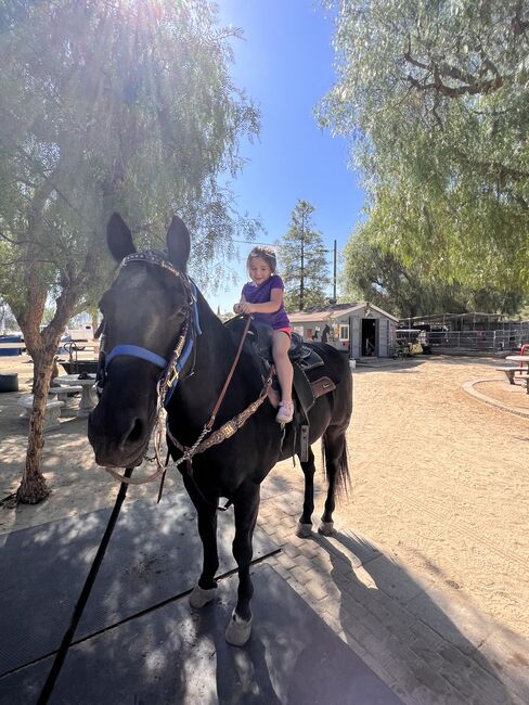 Horse back riding lessons and horse training, Carmen Robinson , Riding Lessons, Valencia, Image 2