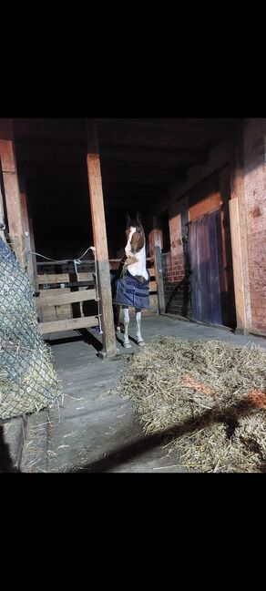 Pferdebox/Offenstall frei, Lea, Horse Stables, Empfingen, Image 4