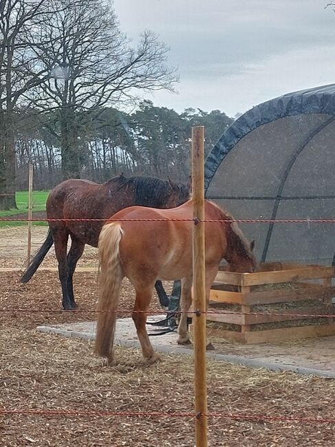 Pferdebox mit viel Auslauf frei, Christina Rau , Horse Stables, Rahden , Image 6