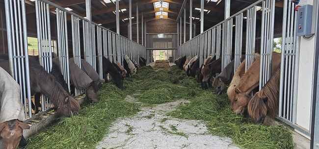 Pferdefütterung: Heuraufe | Pferderaufe - TOP Futterraufe, ideal für Pferdestall & Pferdebox, Aussenboxen Sp. z o.o (GmbH) Heuraufe – Pferderaufe | Futterraufe TOP Pferdefütterung im Offenstall, AUSSENBOXEN (AUSSENBOXEN Sp. z o.o.), Horse & Stable Mats, Wałcz, Image 28