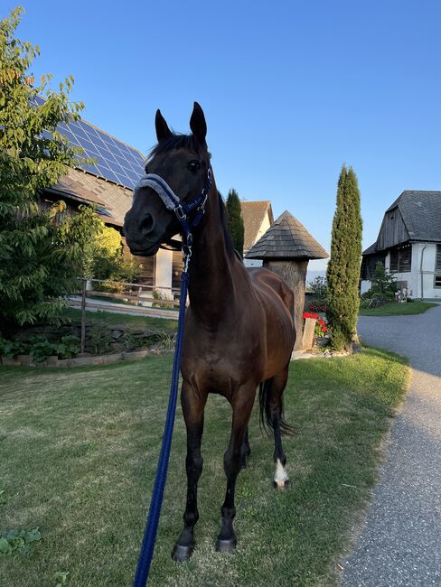 Pferd gegen Schutzgebühr abzugeben, Ivana Romanov, Horses For Sale, 8700 leoben