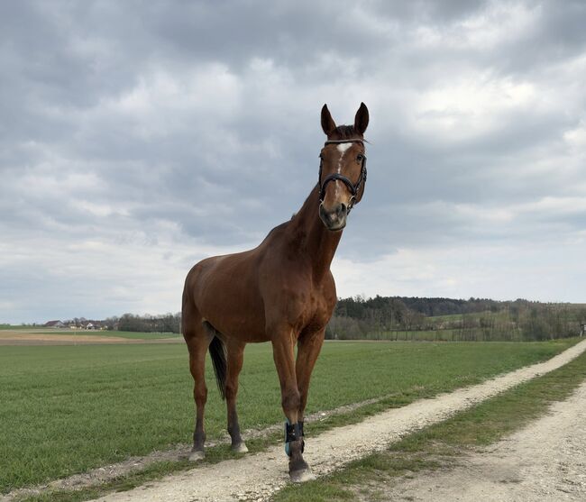 Pferd zu verkaufen, Nancy , Horses For Sale, Lambrechten , Image 2