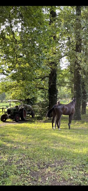 pferd zu verkaufen, Rasa, Horses For Sale, Gelsenkirchen , Image 2