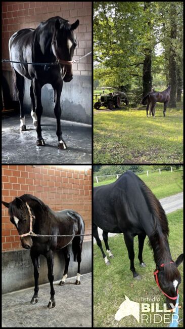 pferd zu verkaufen, Rasa, Horses For Sale, Gelsenkirchen , Image 5