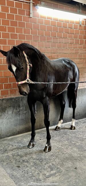 pferd zu verkaufen, Rasa, Horses For Sale, Gelsenkirchen , Image 3