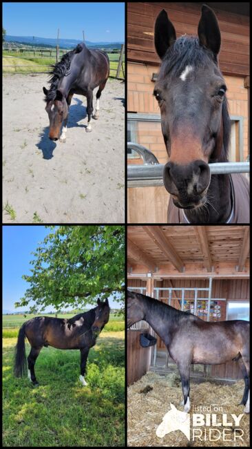 Pferd zu Verkaufen, Regula, Horses For Sale, Wahlendorf, Image 9