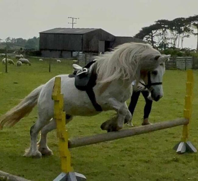 Horse for sale, Paula irving, Konie na sprzedaż, Whitehaven