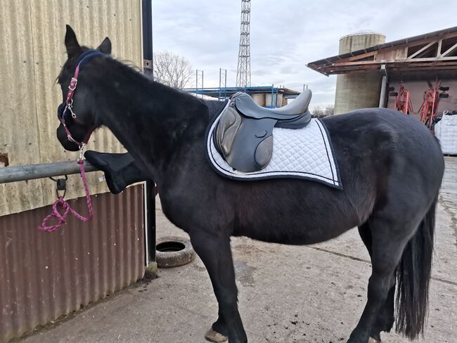 Horse Friends - (Barock-)Schabracke - weiß, Horse Friends, Katja, Dressage Pads, Halle (Saale)