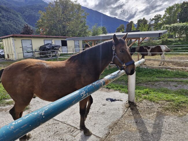 Pferd Wallach, Monika , Horses For Sale, Unterperfuss