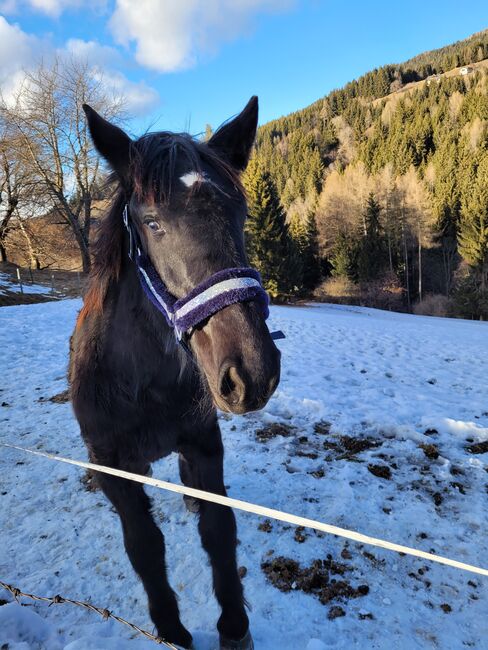 Herzenspferd sucht Herzensmenschen, Sarah, Horses For Sale, Eberstein, Image 2