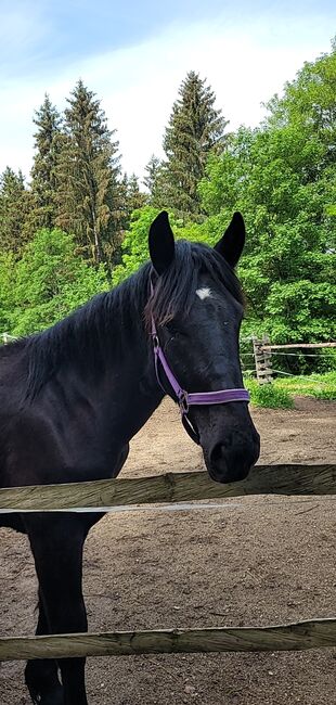 Herzenspferd sucht Herzensmenschen, Sarah, Horses For Sale, Eberstein, Image 6