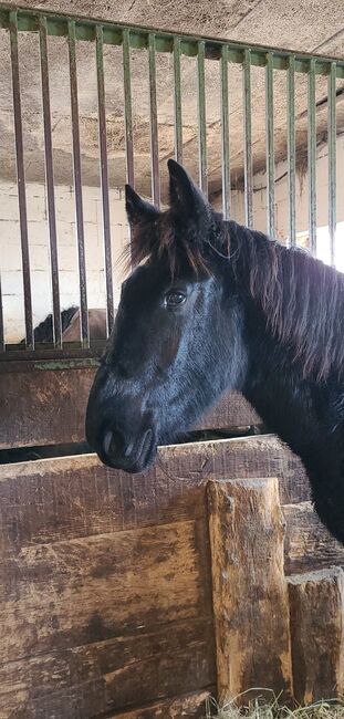 Herzenspferd sucht Herzensmenschen, Sarah, Horses For Sale, Eberstein, Image 8