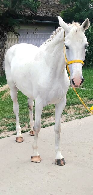FREIZEIT PFERD, Maria, Horses For Sale, Szarvas, Image 2