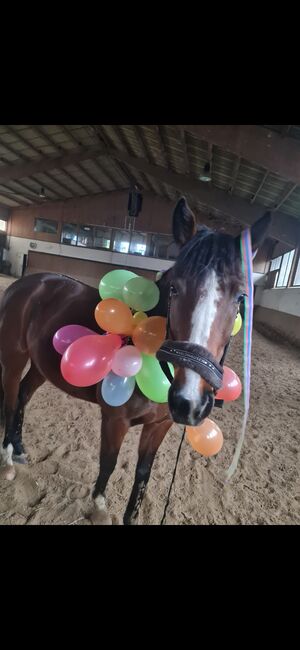 Reitbeteiligung  Pferd sucht Reiter, Kirchhoff, Horses For Sale, Iserlohn, Image 4