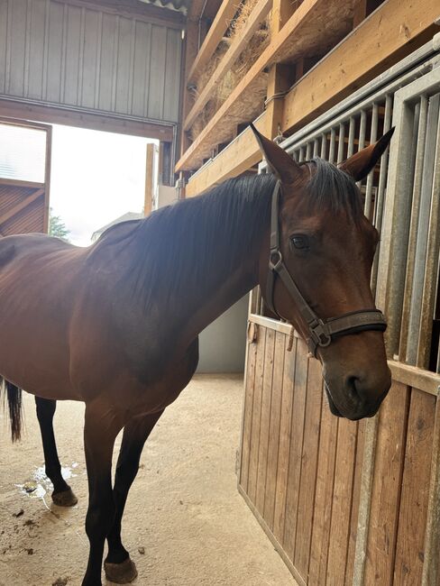 Pferde Stute Vollblut, C N, Horses For Sale, Wittlich, Image 4