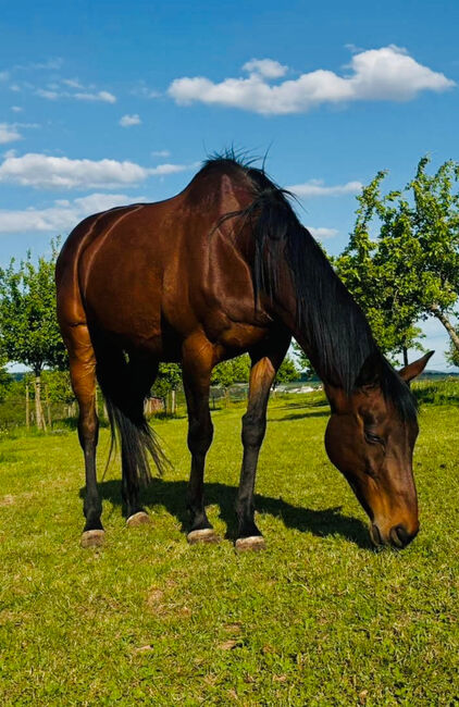 Pferde Stute Vollblut, C N, Horses For Sale, Wittlich