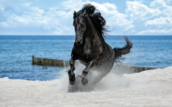 Pferdemodel Friesin Yenda, J.Kejla, Horse photography, Kühlungsborn