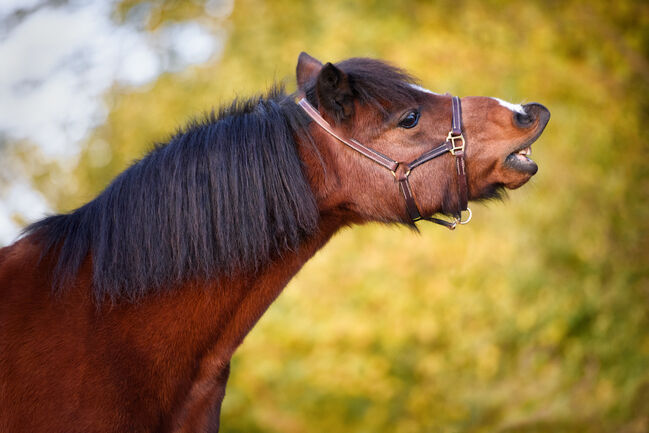 Pferdefotoshooting in der Schweiz / Pferdeshooting / Pferdefotografie, Caroline, Horse photography, Tuggen, Image 5