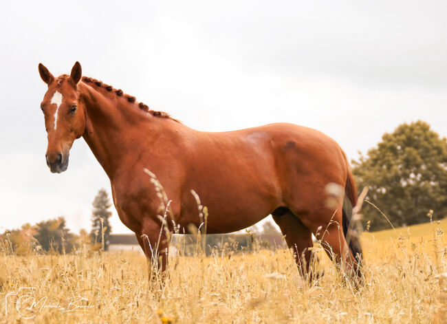 Pferdefotografie, Michaela, Horse photography, Todtenweis, Image 9