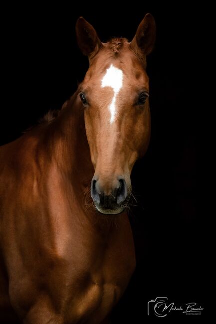 Pferdefotografie, Michaela, Horse photography, Todtenweis, Image 5