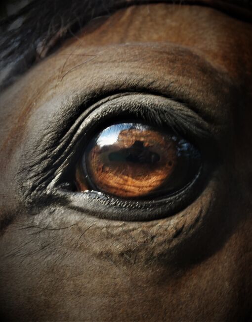Pferdefotografie / Fotoshooting Pferd & Reiter, Coeur de León - Pferdefotografie C&S (Coeur de León - Pferdefotografie C & S), Horse photography, Bad Wörishofen, Image 7