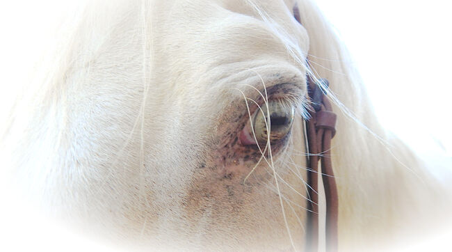 Pferdefotografie / Fotoshooting Pferd & Reiter, Coeur de León - Pferdefotografie C&S (Coeur de León - Pferdefotografie C & S), Horse photography, Bad Wörishofen, Image 20