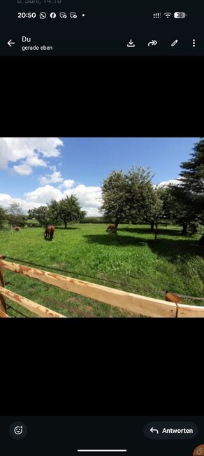 Pferd / Pony zu Verfügung gesucht 6* Zuhause Offenstall o.paddockbox Asthmatiker solekammer, Stefanie, Horses For Sale, Goch