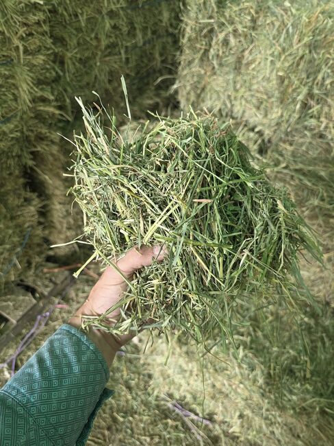 Horse quality Alfalfa, Timothy and Orchard grass, Alfalfa hay, Southeast family farm, Hay & Straw, Chris McCall, Image 3