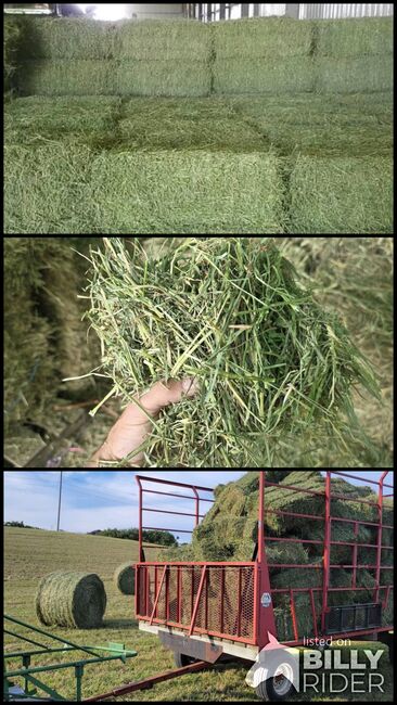 Horse quality Alfalfa, Timothy and Orchard grass, Alfalfa hay, Southeast family farm, Hay & Straw, Chris McCall, Image 4