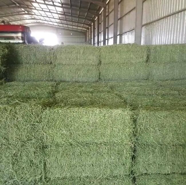 Horse quality Alfalfa, Timothy and Orchard grass, Alfalfa hay, Southeast family farm, Hay & Straw, Chris McCall