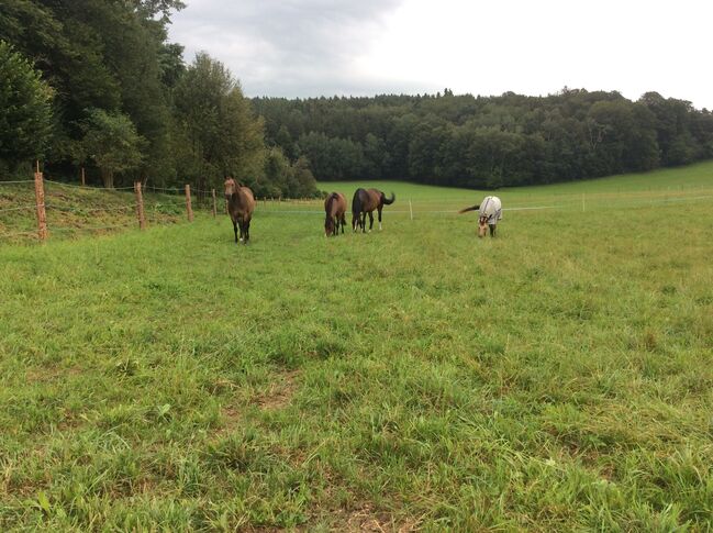 Reitbeteiligung in St. Georgen am Fillmannsbach, eigene Pferde Quarter Horse, Stecken Bach, Horse Sharing, Handenberg