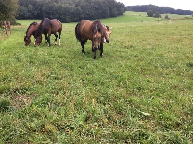 Reitbeteiligung in St. Georgen am Fillmannsbach, eigene Pferde Quarter Horse, Stecken Bach, Horse Sharing, Handenberg, Image 3