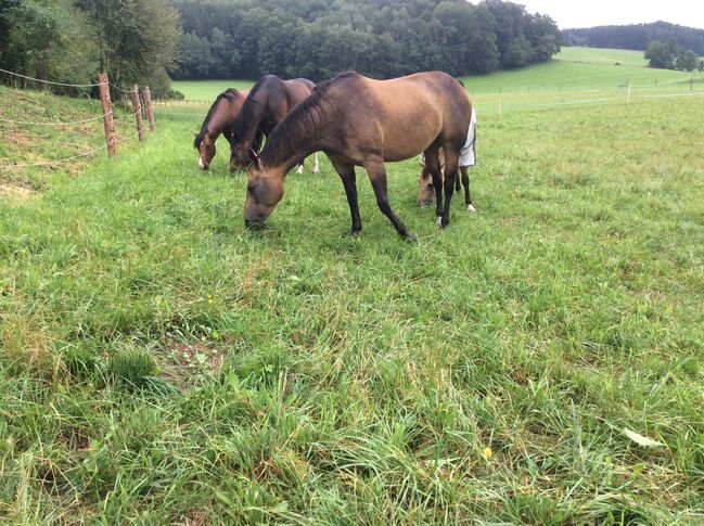 Reitbeteiligung in St. Georgen am Fillmannsbach, eigene Pferde Quarter Horse, Stecken Bach, Horse Sharing, Handenberg, Image 4