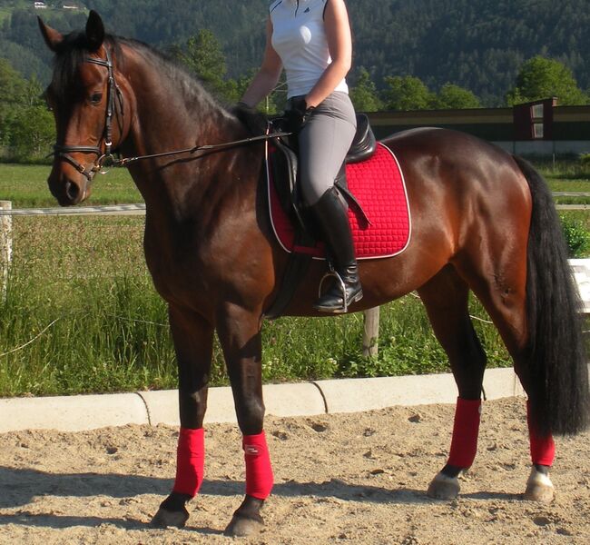 Reitbeteiligung Graz-Umgebung, Tina, Other, Gratkorn , Image 3