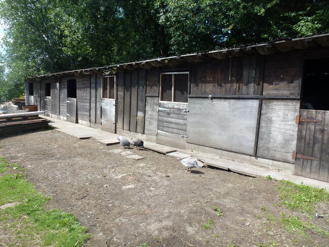 Horse Stables For Sale, tottington, bury., jason briggs, Horse Stables, bury, Image 9