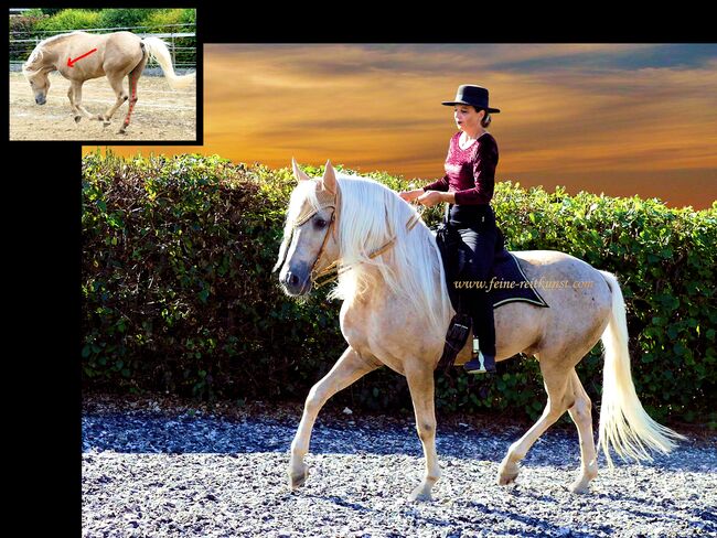 Pferdeausbildung, Pferdetraining: von Bodenarbeit bis Hohe Schule, Kerstin Heyn - Feine Reitkunst (Sprint GmbH - Feine Reitkunst), Riding Lessons, Freiburg