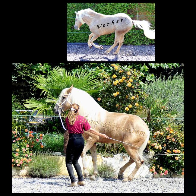 Pferdeausbildung, Pferdetraining: von Bodenarbeit bis Hohe Schule, Kerstin Heyn - Feine Reitkunst (Sprint GmbH - Feine Reitkunst), Riding Lessons, Freiburg, Image 6
