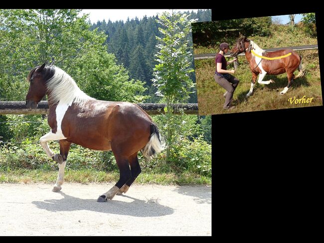 Pferdeausbildung, Pferdetraining: von Bodenarbeit bis Hohe Schule, Kerstin Heyn - Feine Reitkunst (Sprint GmbH - Feine Reitkunst), Riding Lessons, Freiburg, Image 9