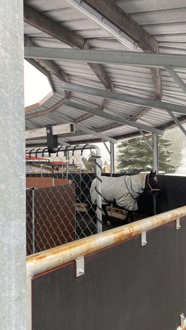 Pferde-Führanlage, für 4 Pferde, Gaby Lais, Riding Arena, Malsburg-Marzell, Image 2