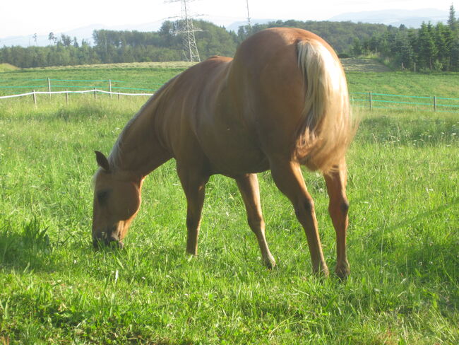 Pferd zur Verfügung GESUCHT - als Freund für unseren Senior Wallach, Nina M., Horses For Sale, Rickenbach, Image 6