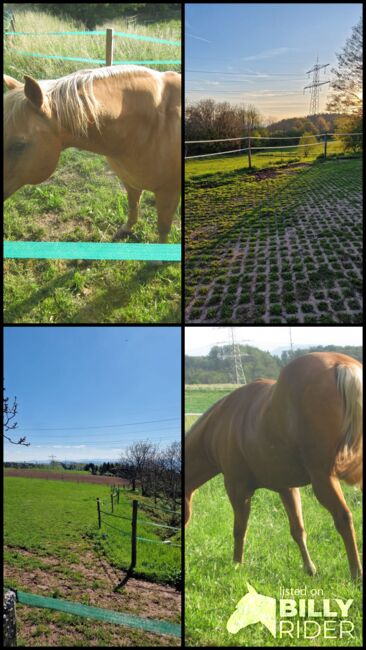 Pferd zur Verfügung GESUCHT - als Freund für unseren Senior Wallach, Nina M., Horses For Sale, Rickenbach, Image 7