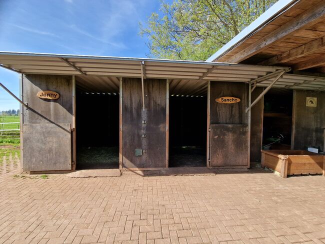 Pferd zur Verfügung GESUCHT - als Freund für unseren Senior Wallach, Nina M., Horses For Sale, Rickenbach, Image 3
