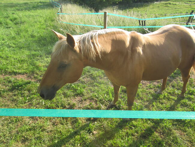 Pferd zur Verfügung GESUCHT - als Freund für unseren Senior Wallach, Nina M., Horses For Sale, Rickenbach
